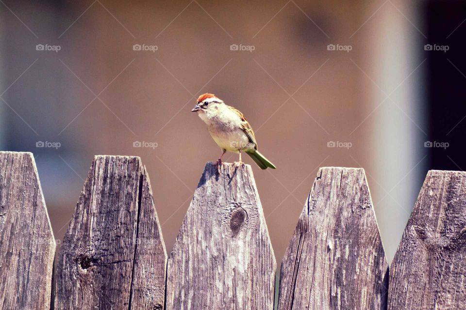 Bird on a fence