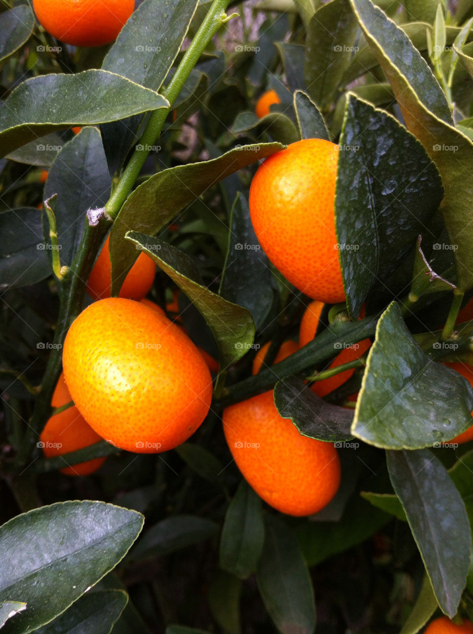 garden botany nature orange by bj