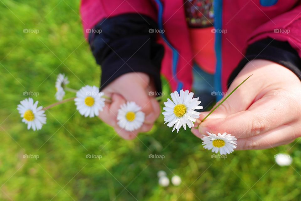 Small hands holding white flowers 