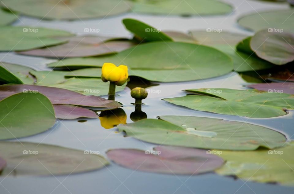 Yellow lilies . Water lily blooms (yellow)