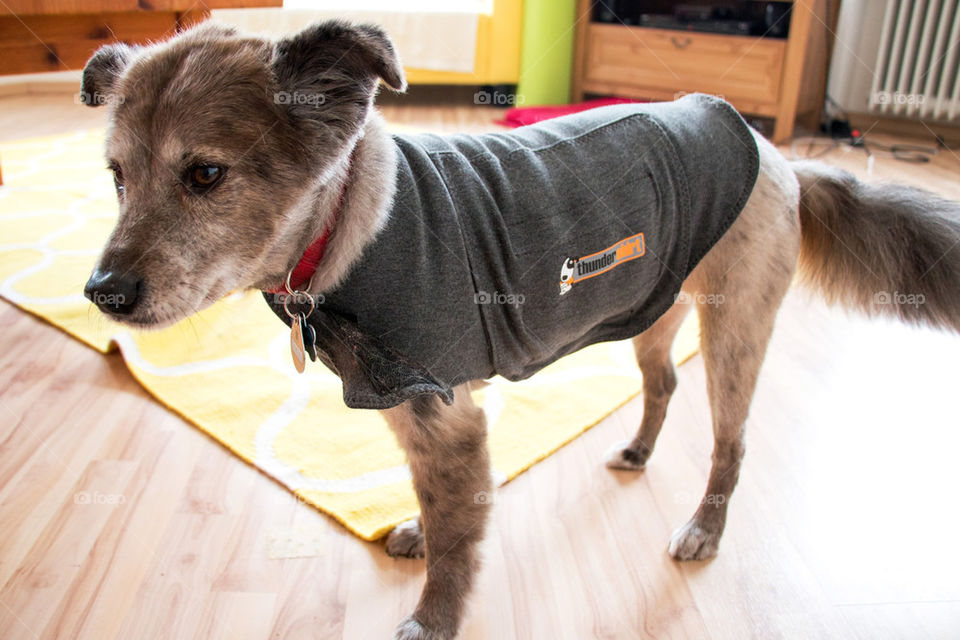 Pup wearing a thundershirt