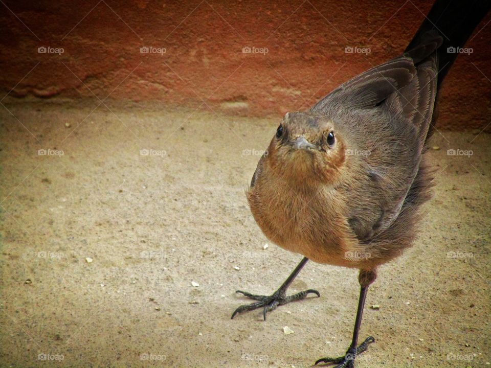 The brown rock chat or Indian chat (Oenanthe fusca) is a bird in the chat (Saxicolinae) subfamily and is found mainly in northern and central India.