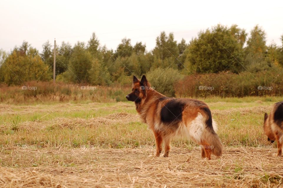 German Shepherd
