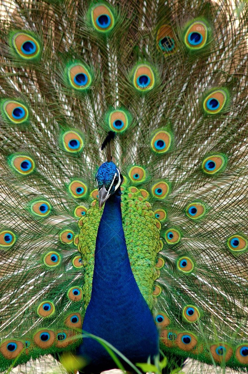 peacock