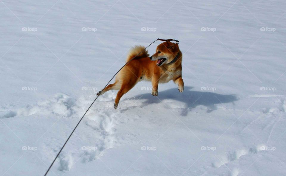 Actionshiba
