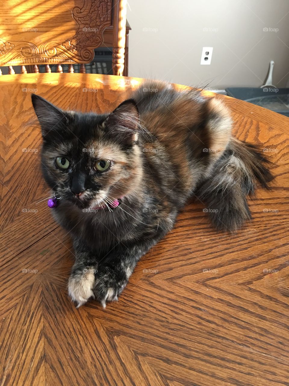 My kitty Indy. She’s a tortoiseshell she-cat, about eight months old. I caught her on the table one day and decided the lighting was too good to pass up. 