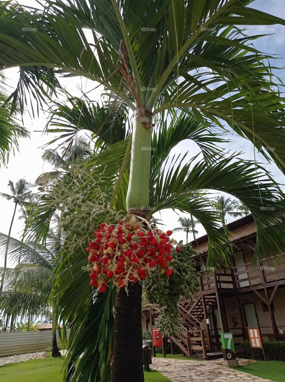 palm in Maragogi / coquero en Maragogi