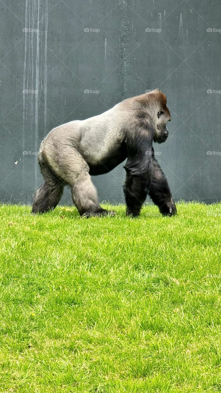 Picture from Dublin Zoo, Ireland