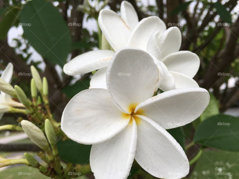 White flower on a tree