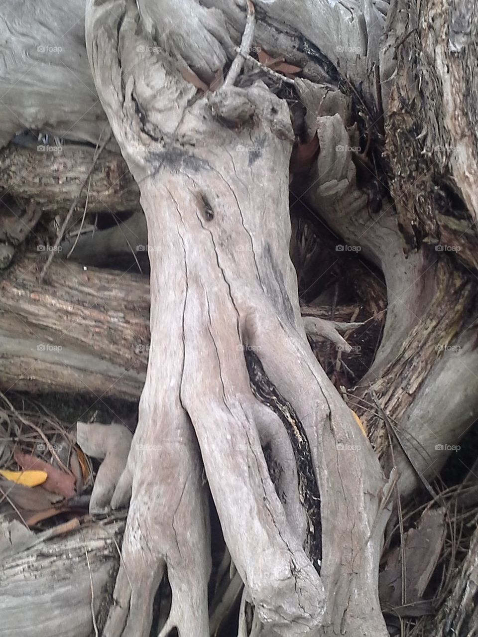 drift wood