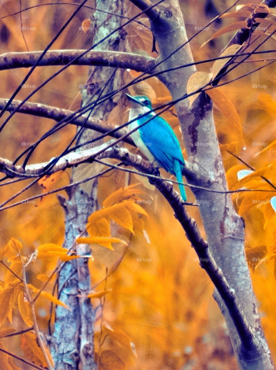 Kingfisher on tree branch