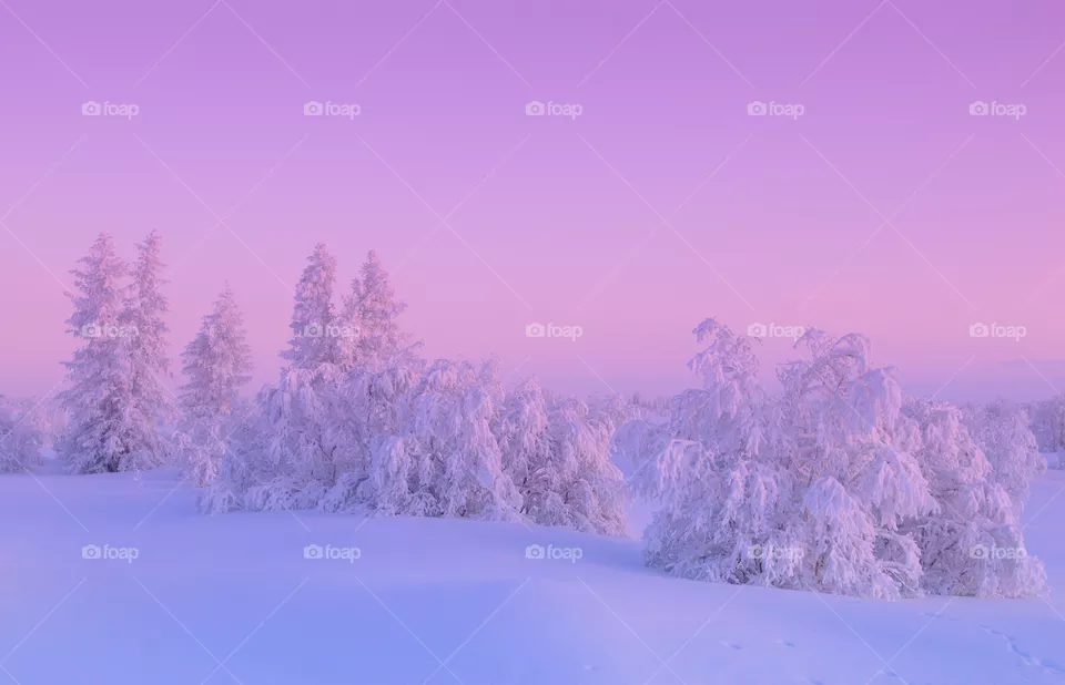 wintercolor