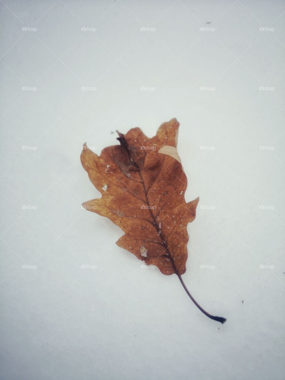 Lonely leaf in the snow