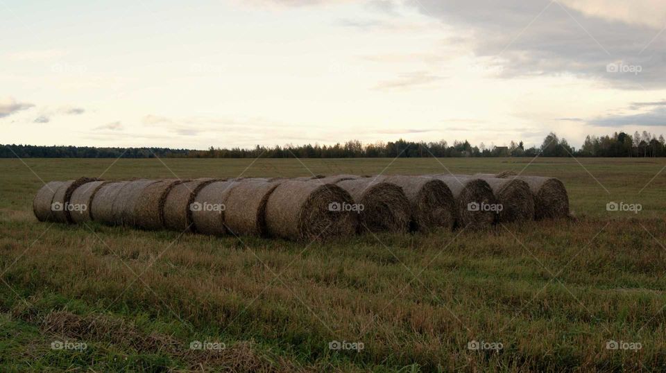 больше роллы снопов