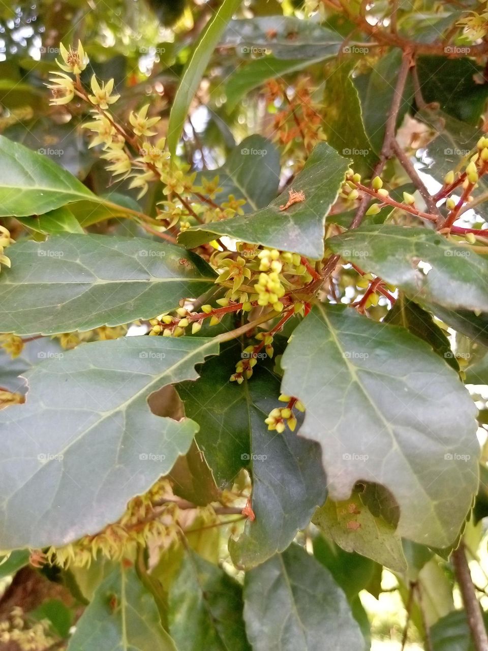 Ceylon olive flowers