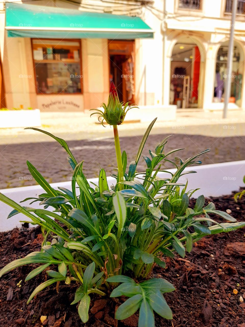 A button flower with some light