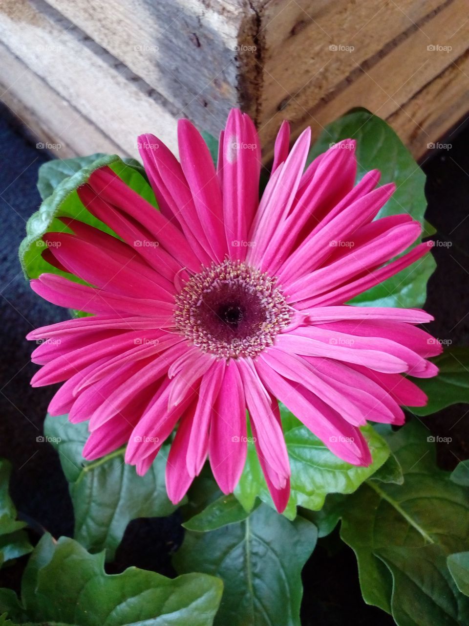 pink flower background with wooden background