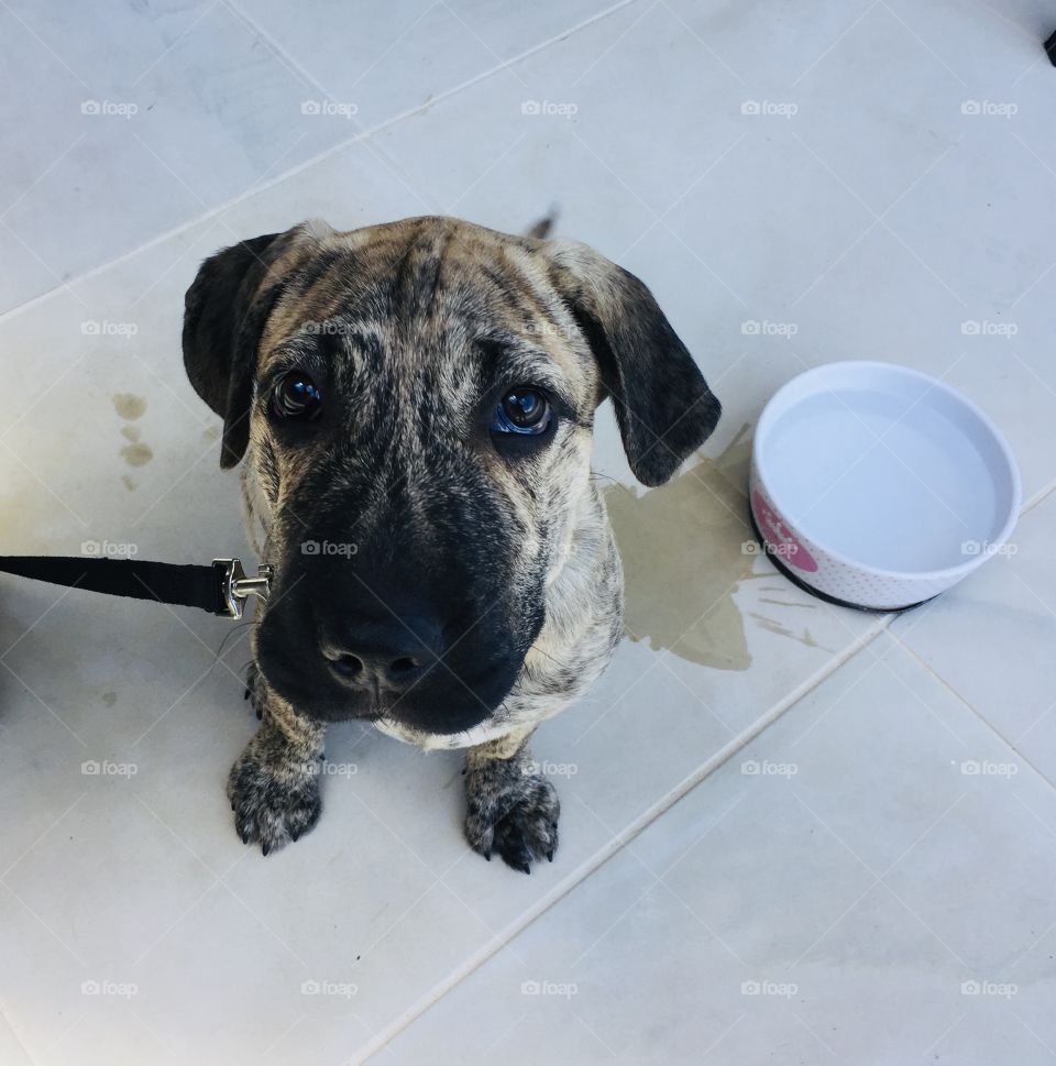 Gorgeous Puppy eyes! 🐶