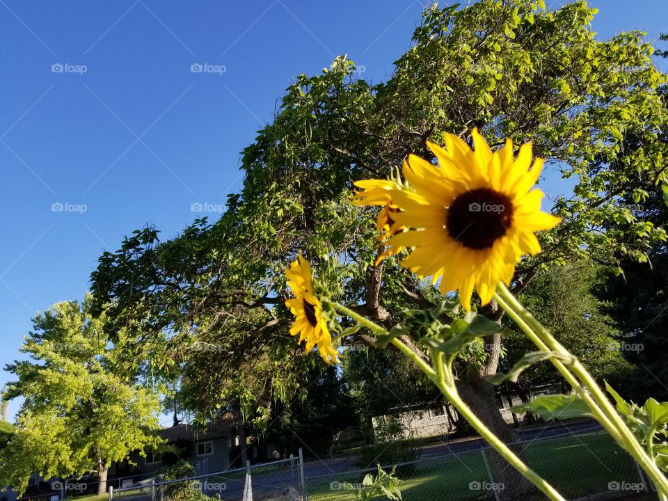 sunflower1