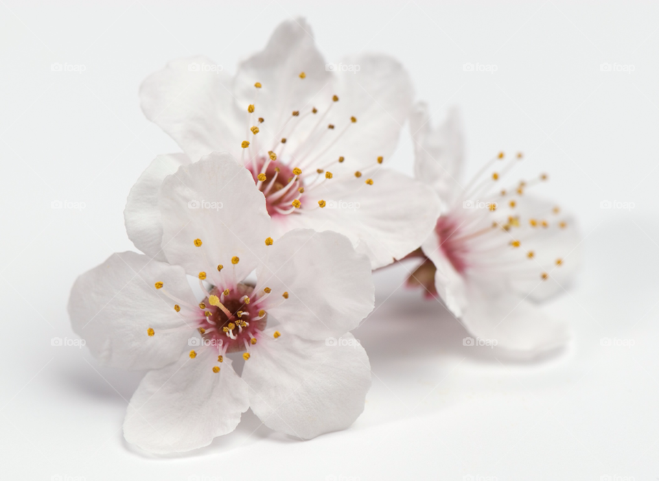flowers white blossom cherry by mparratt