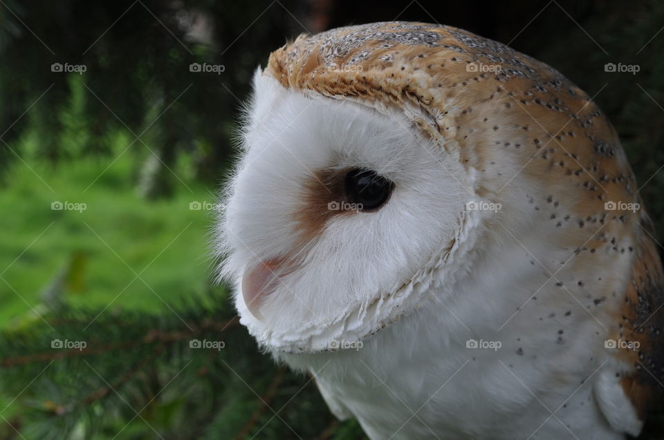 Barn owl close up
