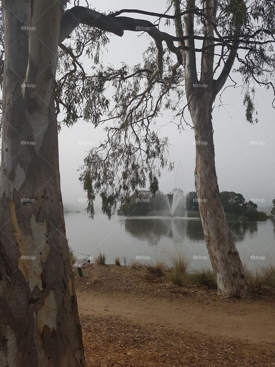 Cold morning on the Lake