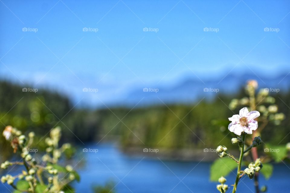A beautiful flower beside the Pacific Ocean, waving in the coastal winds with the rustic wilderness as the backdrop.