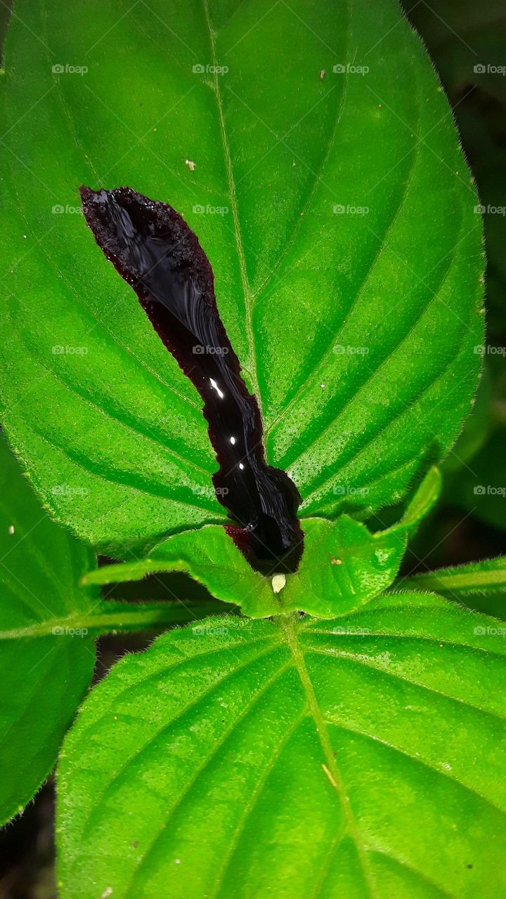 the blod jungle ghots two