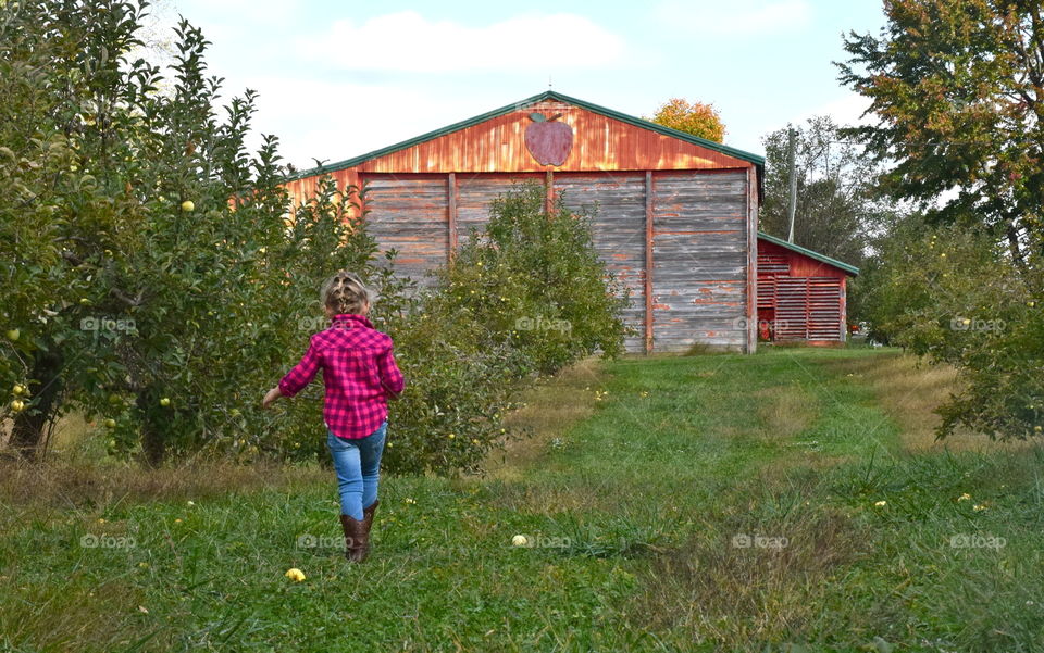 Picking apples