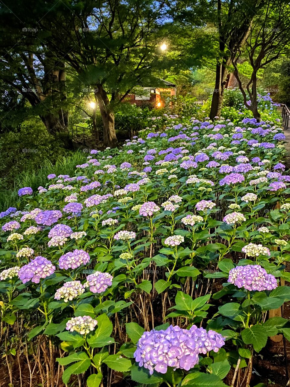 Purple and white hydrangea forest by night set among green leaves and trees with magical lighting in the distance. Fairytale land.