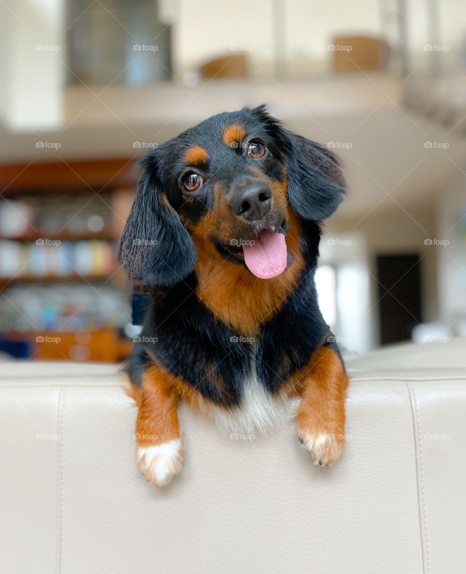 Cute puppy lying on the couch 