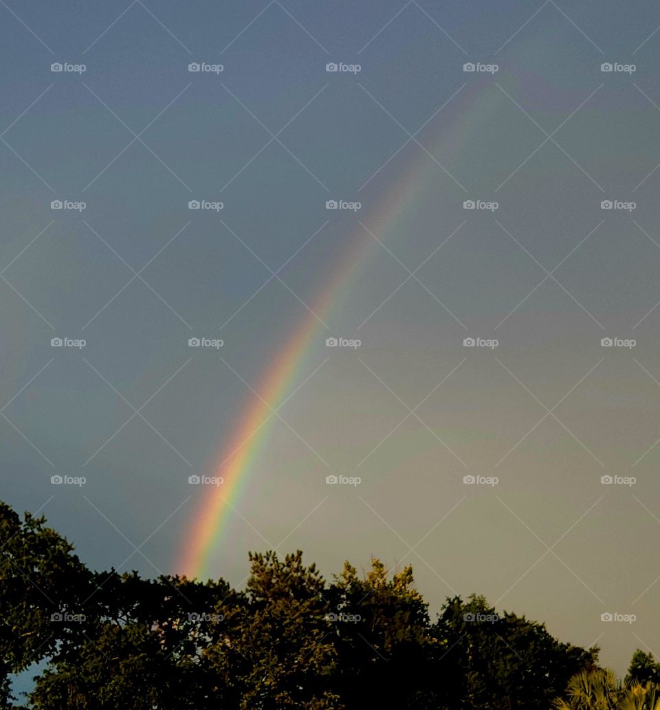 Rainbow over trees