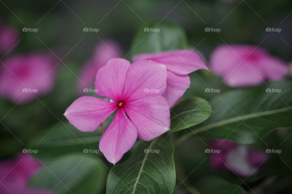 pink flowers