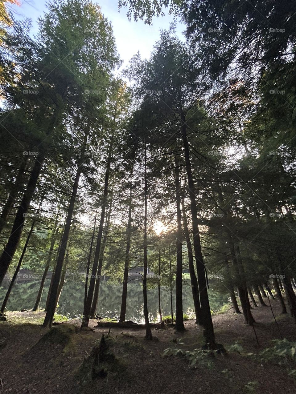 Tall trees in the forest at sunset