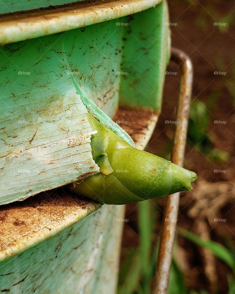 Sensevieria trifasciata plant penetrating through the soil filled bucket!