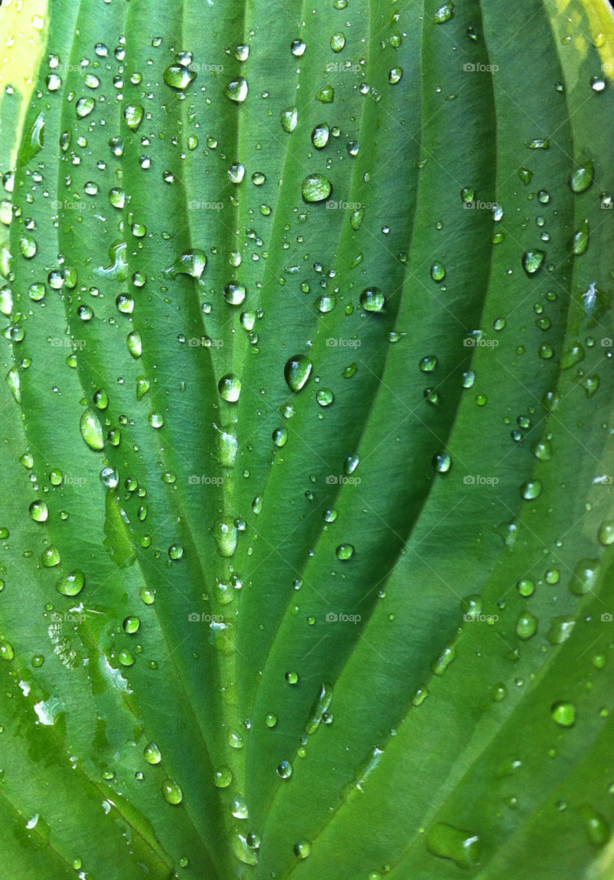 green garden nature macro by cyrano