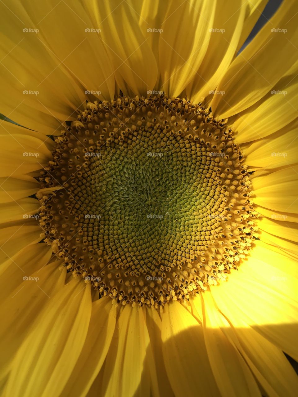 Sunflower 