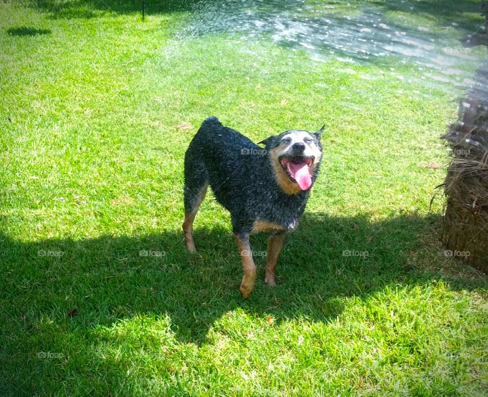 Happy water dog
