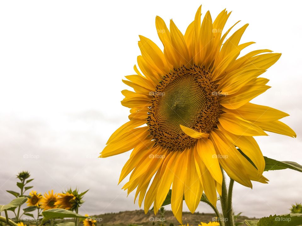 Sunflower