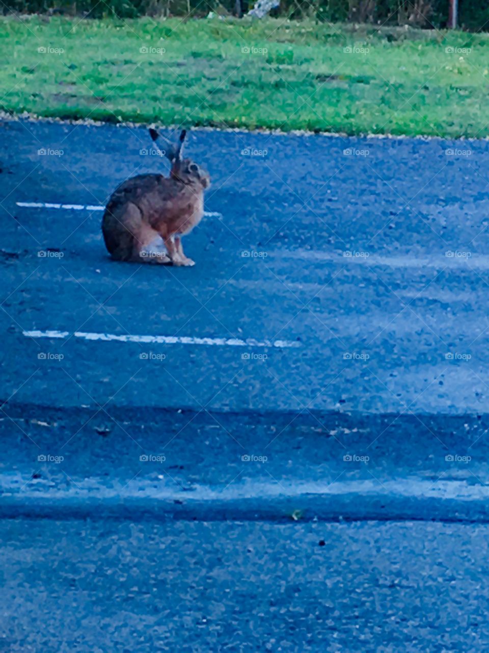 Hare on the parking place 