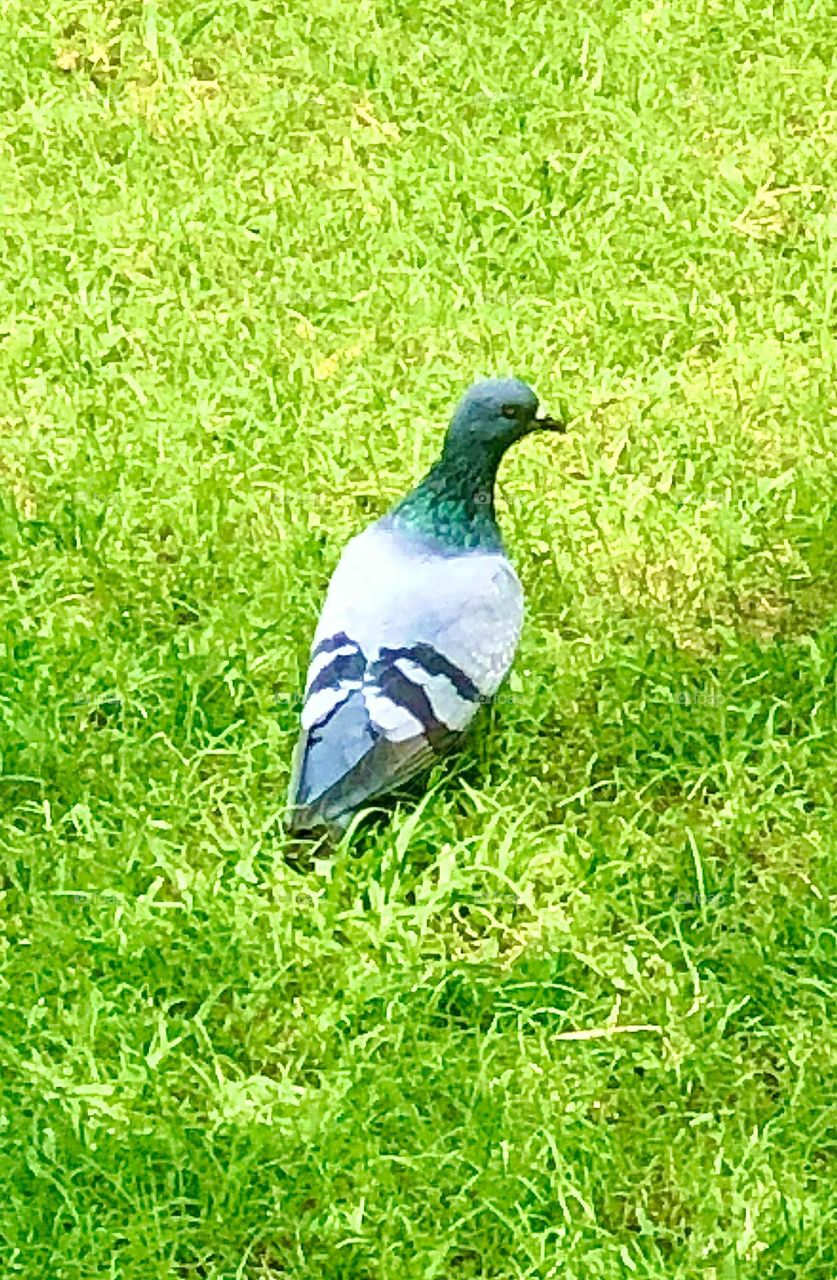 Upload the photo of the month July