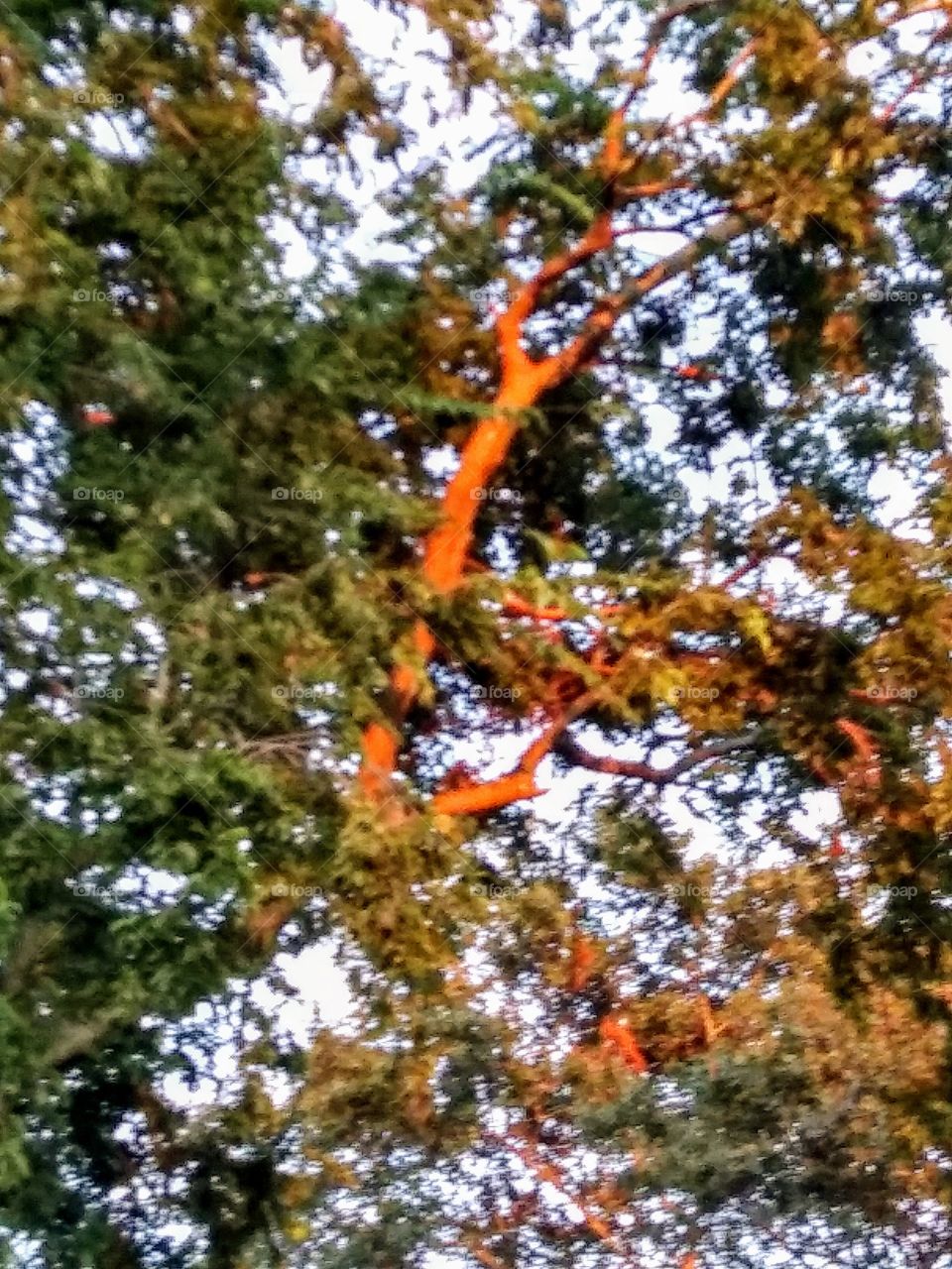 branch touched by sunset