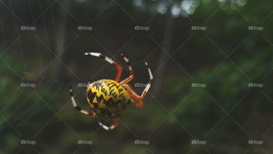 spider