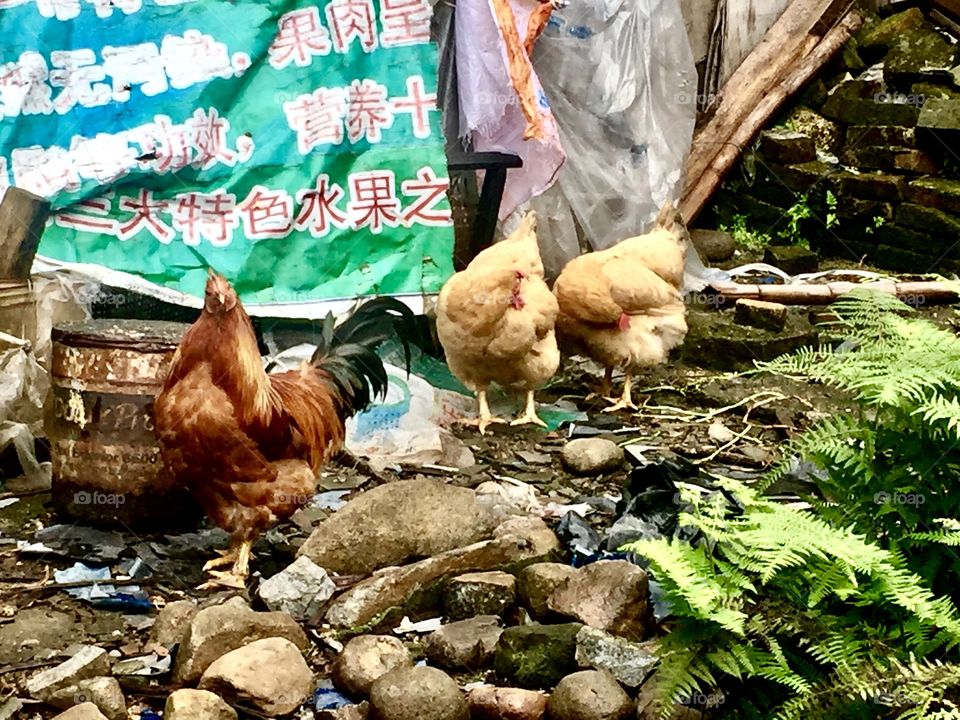 Wildlife roaming the streets of the Hakka Village high in the mountains @ Xiamen, China 