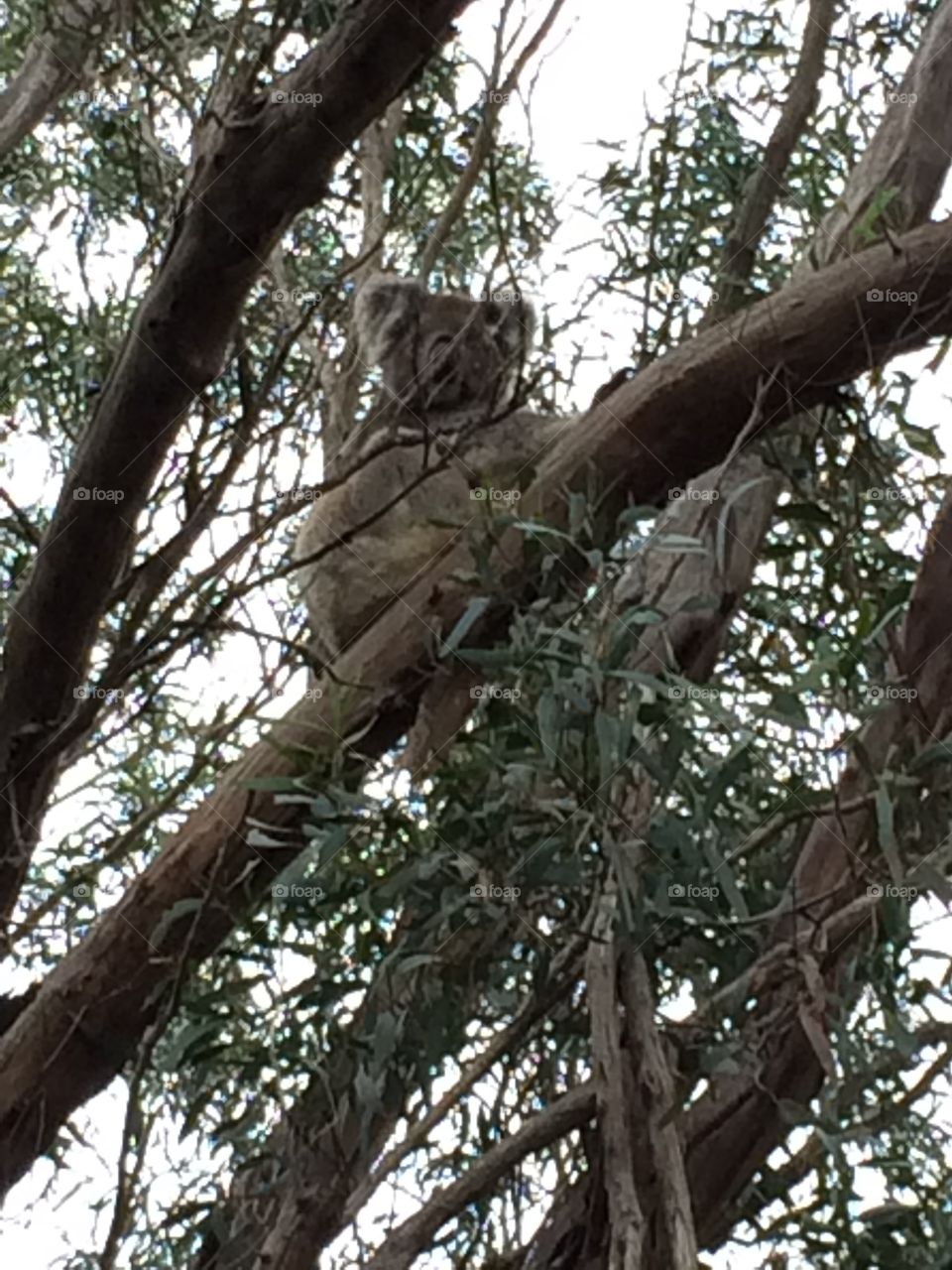 Koala in the forest 
