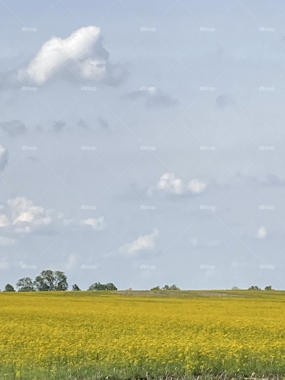 Field of yellow wild flowers