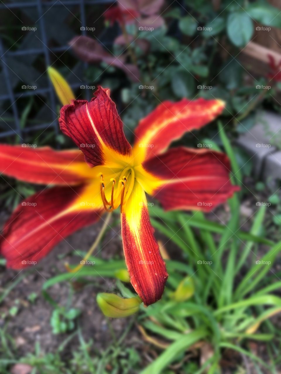 A gorgeous multicolored day of red and yellow in my garden. 