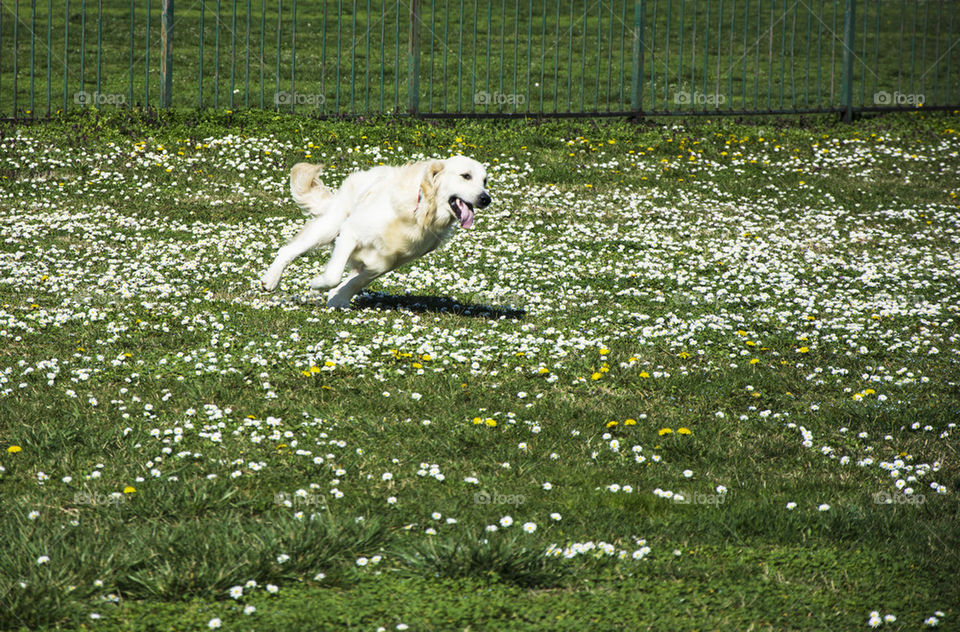 golden retriever running