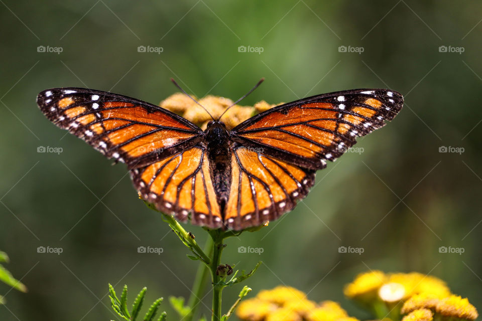 Monarch butterfly, close up