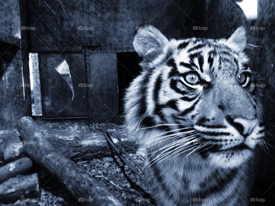 tiger cute black and white close up by The_Hobbyist